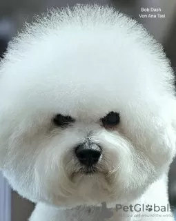 Photo №3. Bichon Frise (Curly Bichon) mâle supérieur. Serbie