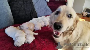 Photos supplémentaires: CHIOTS GOLDEN RETRIEVER