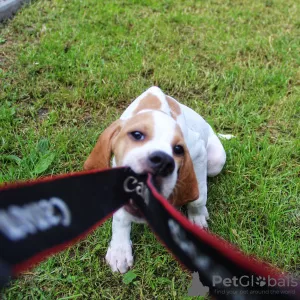 Photos supplémentaires: Chiots pointeur anglais.