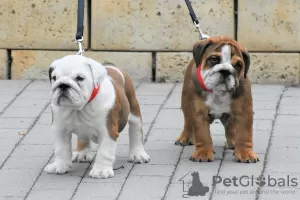 Photo №2 de l'annonce № 20643 de la vente bulldog anglais - acheter à Hongrie éleveur