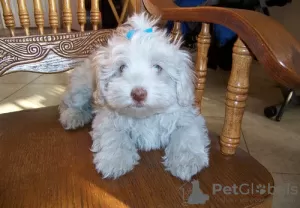 Photo №4. Je vais vendre bichon havanais en ville de Les Genevez. annonce privée - prix - 379€