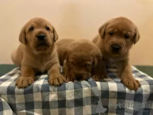 Photo №1. labradoodle, labrador retriever - à vendre en ville de Dammam | négocié | Annonce №43279