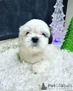 Photo №1. shih tzu - à vendre en ville de Дрезден | négocié | Annonce №44776