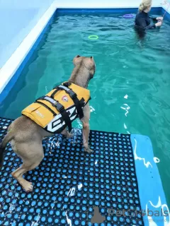 Photos supplémentaires: Piscine pour chiens