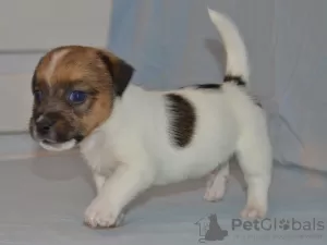 Photo №4. Je vais vendre jack russell terrier en ville de Москва. annonce privée - prix - négocié