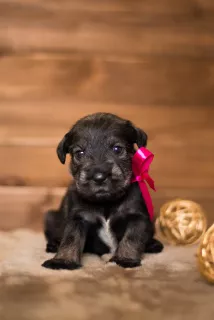 Photos supplémentaires: Des chiots Mittelschnauzer sont proposés, très beaux, mignons et ludiques)