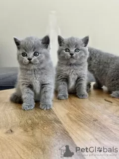 Photo №1. british shorthair - à vendre en ville de Оснабрюк | Gratuit | Annonce № 95888