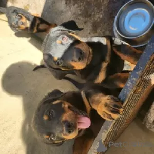 Photo №1. rottweiler - à vendre en ville de Hannover | Gratuit | Annonce №128429