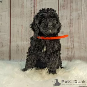 Photos supplémentaires: Superbes chiots Goldendoodle