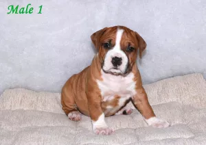 Photo №1. american staffordshire terrier - à vendre en ville de Minsk | 400€ | Annonce №6058