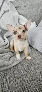 Photo №1. chihuahua - à vendre en ville de Tampa | 379€ | Annonce №101983