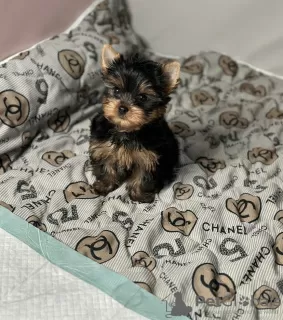 Photo №1. yorkshire terrier - à vendre en ville de Roermond | négocié | Annonce №102529