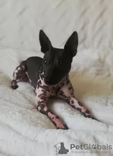 Photo №1. american hairless terrier - à vendre en ville de Riga | 1300€ | Annonce №18620