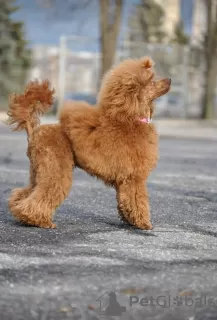 Photos supplémentaires: Chiot caniche toy garçon marron rouge