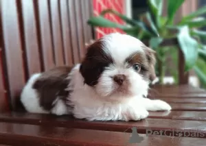 Photo №2 de l'annonce № 100398 de la vente shih tzu - acheter à USA annonce privée