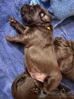 Photos supplémentaires: chiots des retriever à poil plat