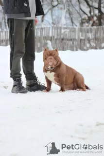 Photo №2 de l'annonce № 82232 de la vente american bully - acheter à Biélorussie éleveur