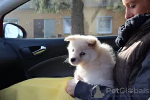 Photo №2 de l'annonce № 109541 de la vente chien finnois de laponie - acheter à La Roumanie annonce privée