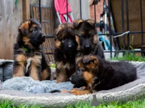 Photo №1. chien d'arrêt allemand à poil long - à vendre en ville de Londres | 400€ | Annonce №56579