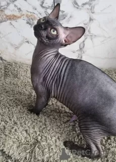 Photo №4. Je vais vendre sphynx en ville de Kettering. éleveur - prix - négocié