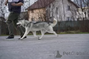 Photo №2 de l'annonce № 32777 de la vente husky de sibérie - acheter à La Roumanie éleveur