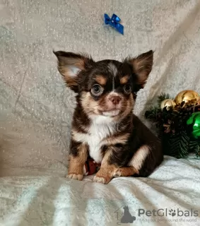 Photo №1. chihuahua - à vendre en ville de Minsk | 462€ | Annonce №31714