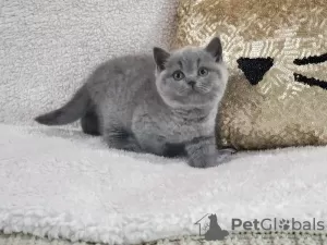 Photo №1. british shorthair - à vendre en ville de Антверпен | négocié | Annonce № 62167