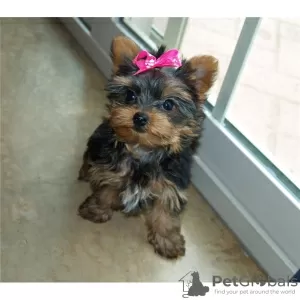 Photo №1. yorkshire terrier - à vendre en ville de Бордо | négocié | Annonce №10208