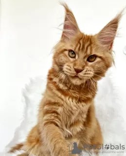 Photo №2 de l'annonce № 103252 de la vente maine coon - acheter à USA éleveur