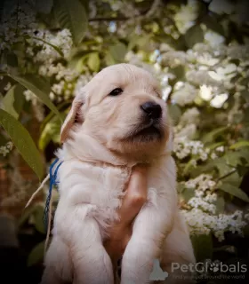 Photos supplémentaires: chiots golden retriever