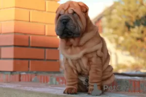 Photos supplémentaires: Chiots Shar Pei