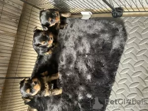 Photo №1. yorkshire terrier - à vendre en ville de Rishon LeTsiyon | 4327€ | Annonce №30986