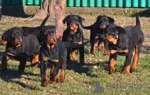 Photo №1. rottweiler - à vendre en ville de Werbass | négocié | Annonce №83601