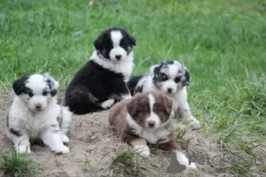 Photos supplémentaires: MAS pour la meilleure famille