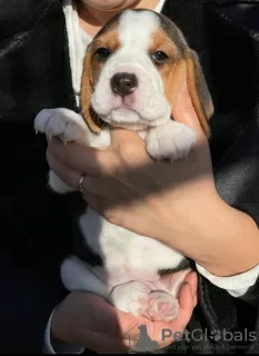 Photos supplémentaires: Chiots Beagle à vendre.