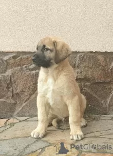 Photos supplémentaires: Chiots Kangal Turc