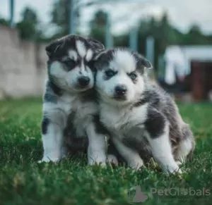 Photo №2 de l'annonce № 130444 de la vente husky de sibérie - acheter à Allemagne 