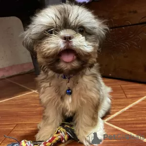 Photos supplémentaires: Chiot Shih Tzu prêt à être adopté