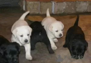 Photo №1. labrador retriever - à vendre en ville de Berlin | Gratuit | Annonce №126397