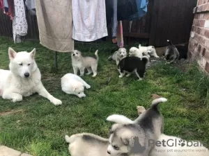 Photo №3. Chiots husky sibérien. Allemagne