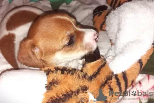 Photos supplémentaires: Jack Russell garçon rouge et blanc et fille tricolore