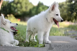 Photos supplémentaires: Chiots Berger Blanc Suisse à vendre