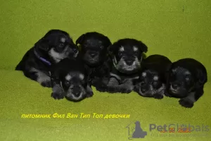 Photo №3. Chiots Zwergschnauzer de l'élevage Phil Van Tip Top.. Fédération de Russie