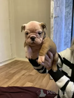 Photo №1. bulldog anglais - à vendre en ville de Miami | 663€ | Annonce №121036