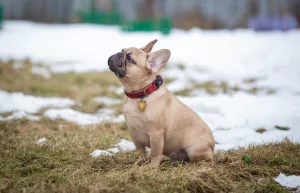 Photo №4. Je vais vendre bouledogue en ville de Rybinsk. éleveur - prix - 545€