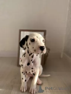 Photo №4. Je vais vendre dalmatien en ville de Stockholm.  - prix - 384€