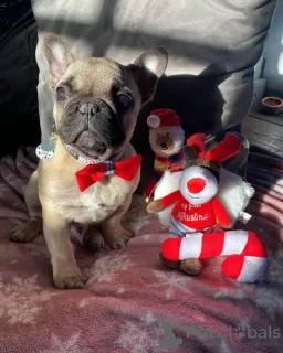 Photos supplémentaires: Bruno le bouledogue français