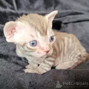 Photo №2 de l'annonce № 71724 de la vente devon rex - acheter à Australie annonce privée, éleveur