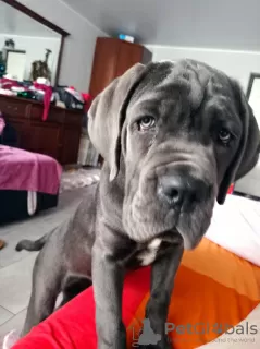 Photo №2 de l'annonce № 82767 de la vente cane corso - acheter à Fédération de Russie annonce privée