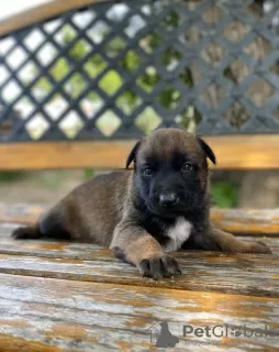 Photo №3. Chiots berger belge. Serbie